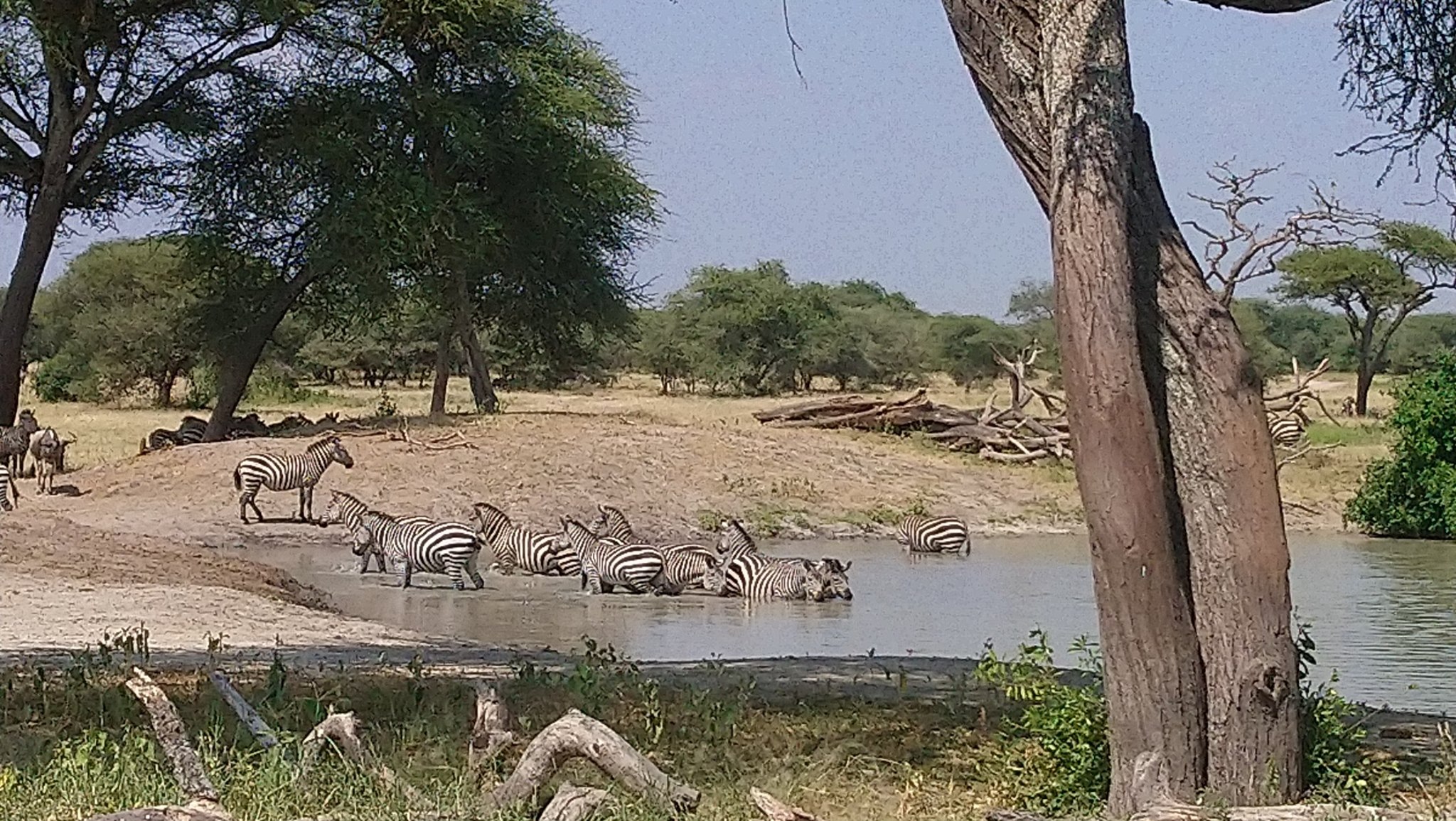 Zebras in one of the national parks