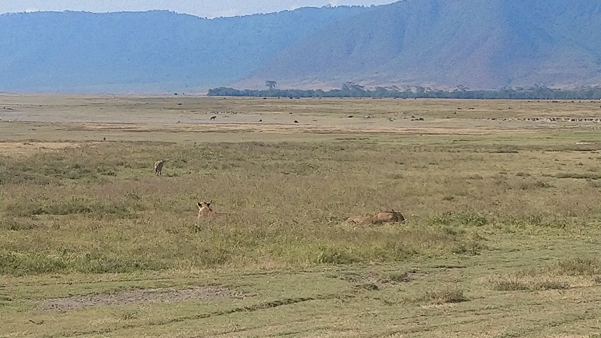 lions on first time safari