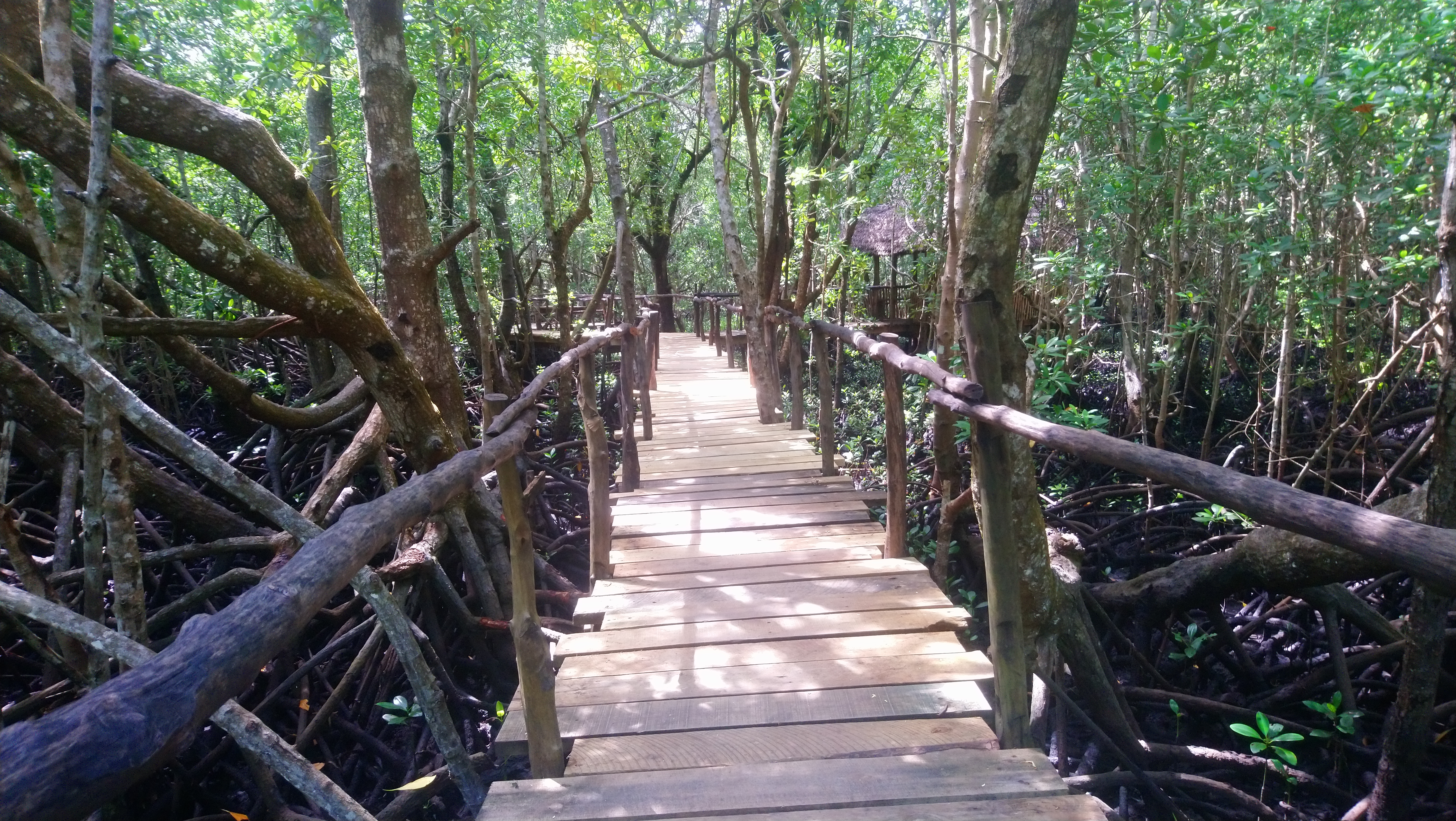 Visiting mangrove trees in Jozani forest