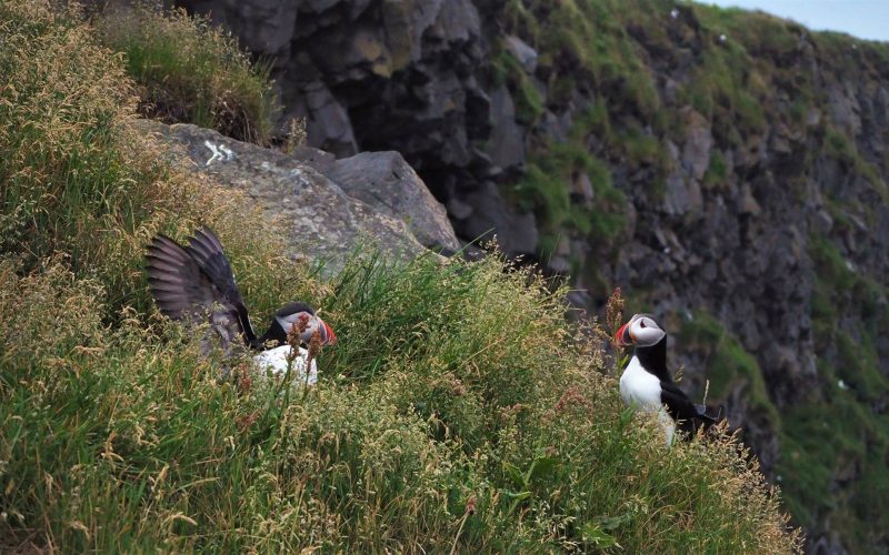 Puffins